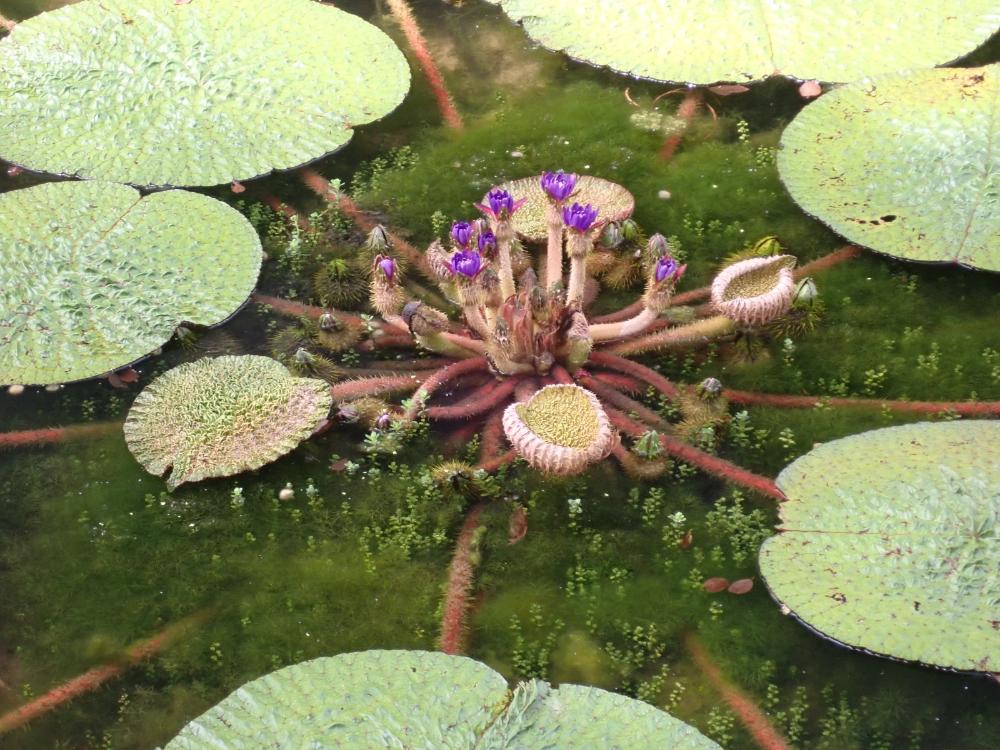 オニバスの花の写真
