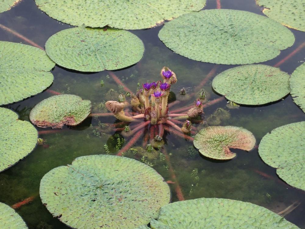 オニバスの花の写真