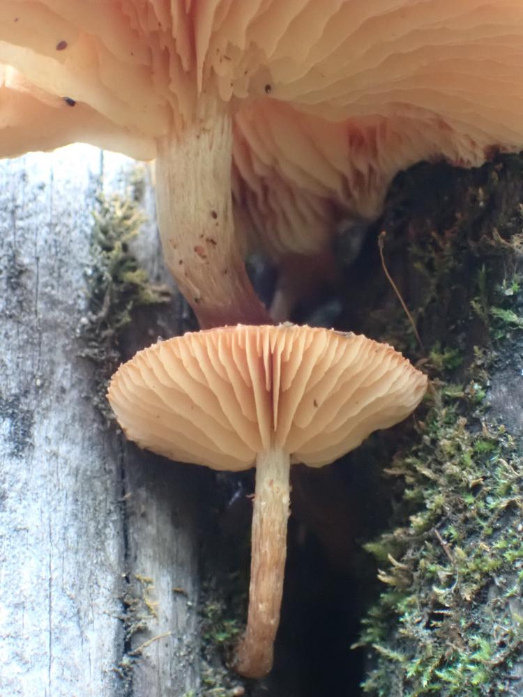 キノコの写真