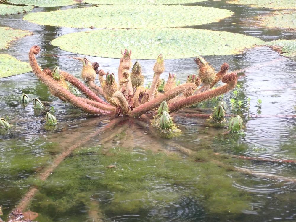 オニバスの写真