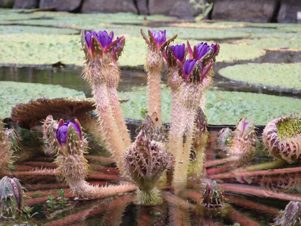 オニバスの花の写真