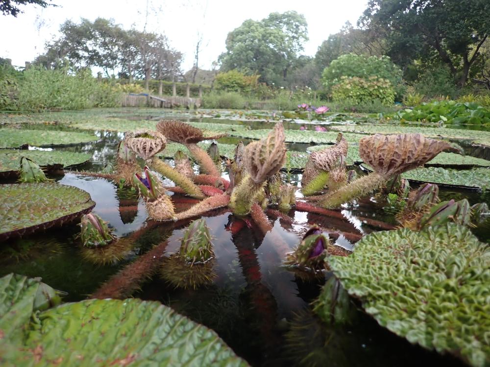 オニバスの写真
