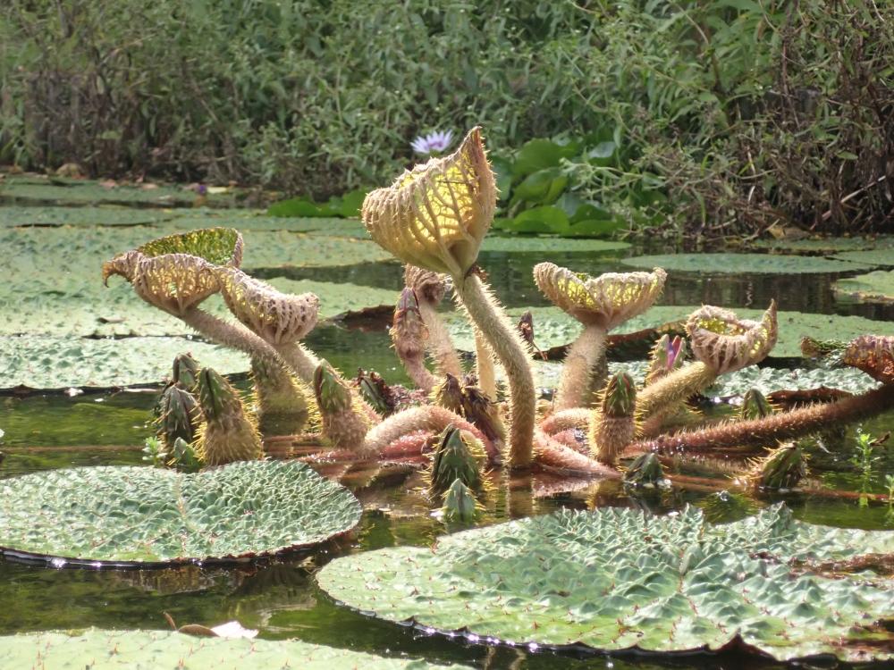 オニバスの写真