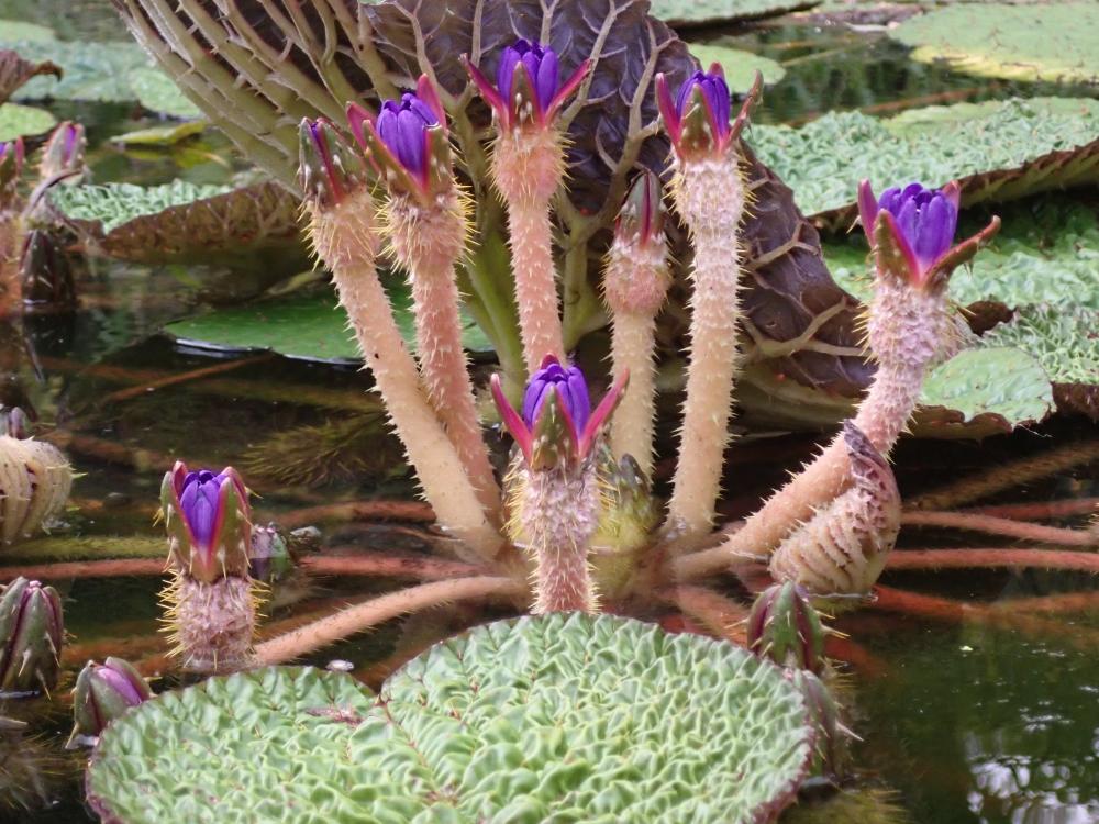 オニバスの花の写真