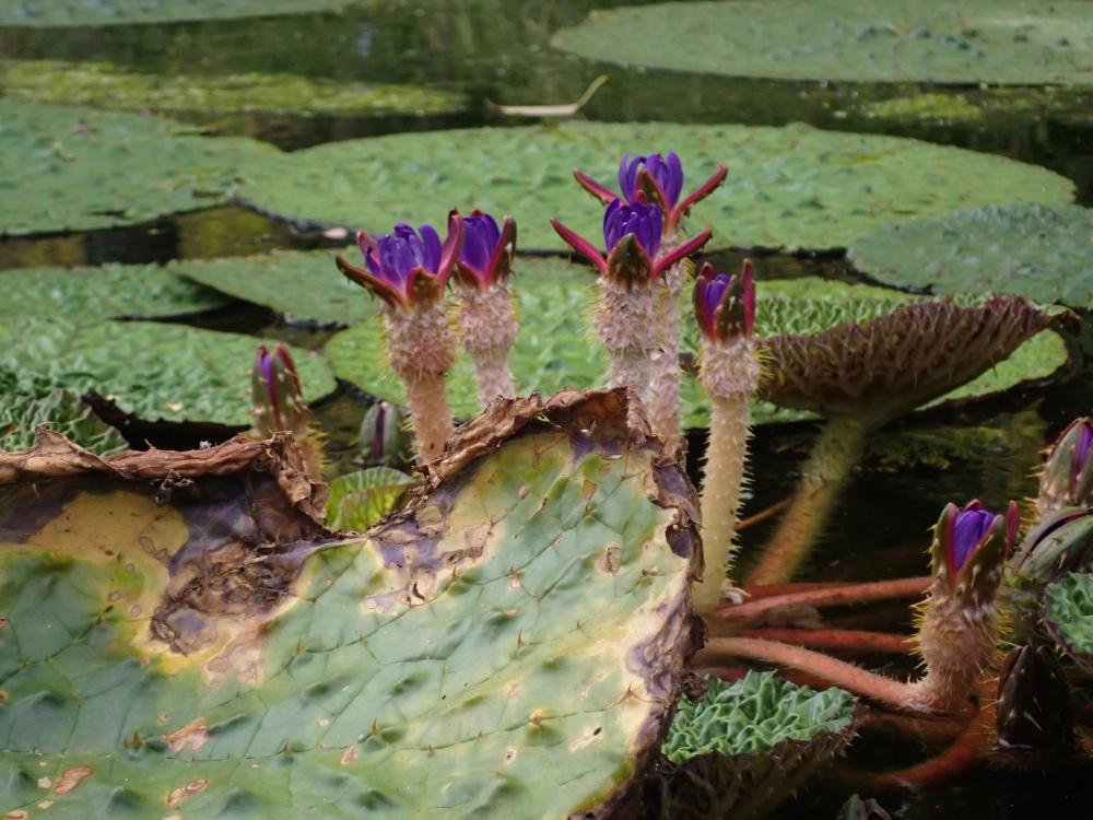 オニバスの花の写真