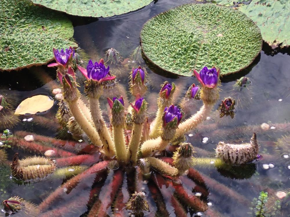 オニバスの花の写真