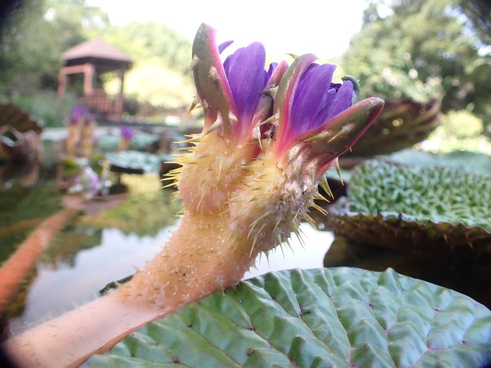 オニバスの花の写真
