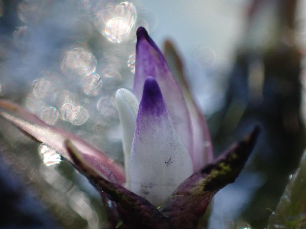 オニバスの花の写真