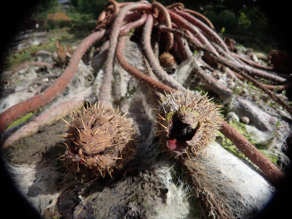 オニバスの写真