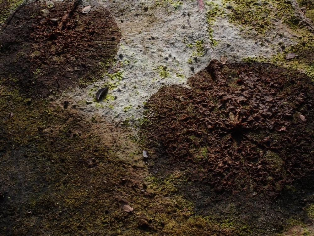 オニバスの写真