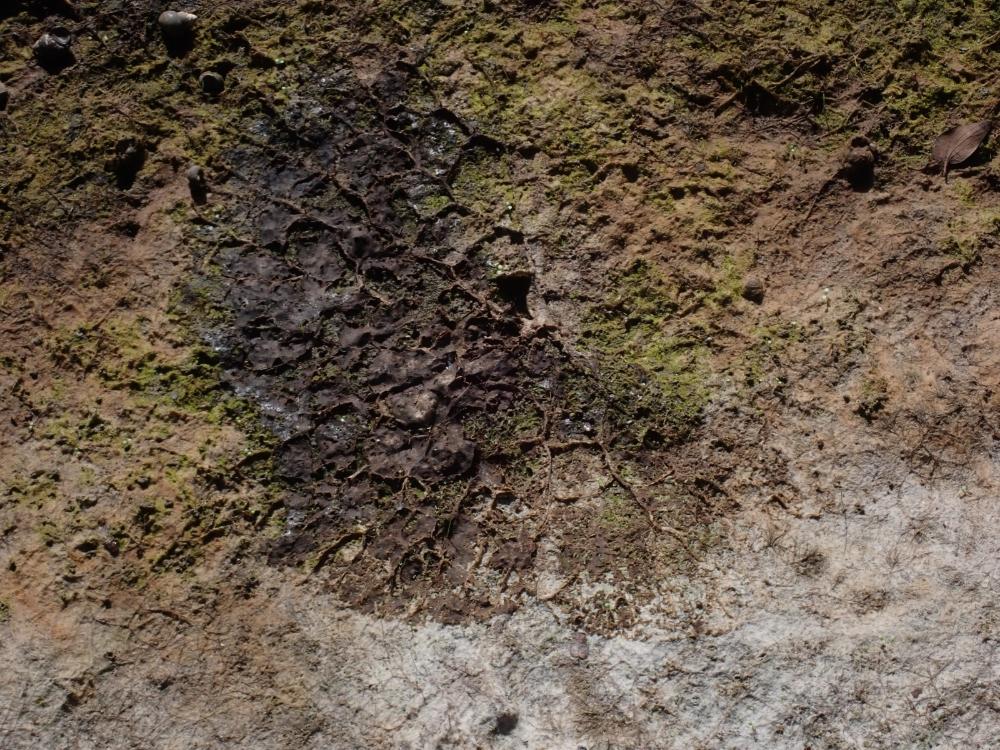 オニバスの写真