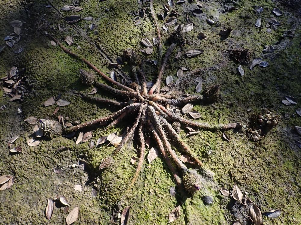 オニバスの写真