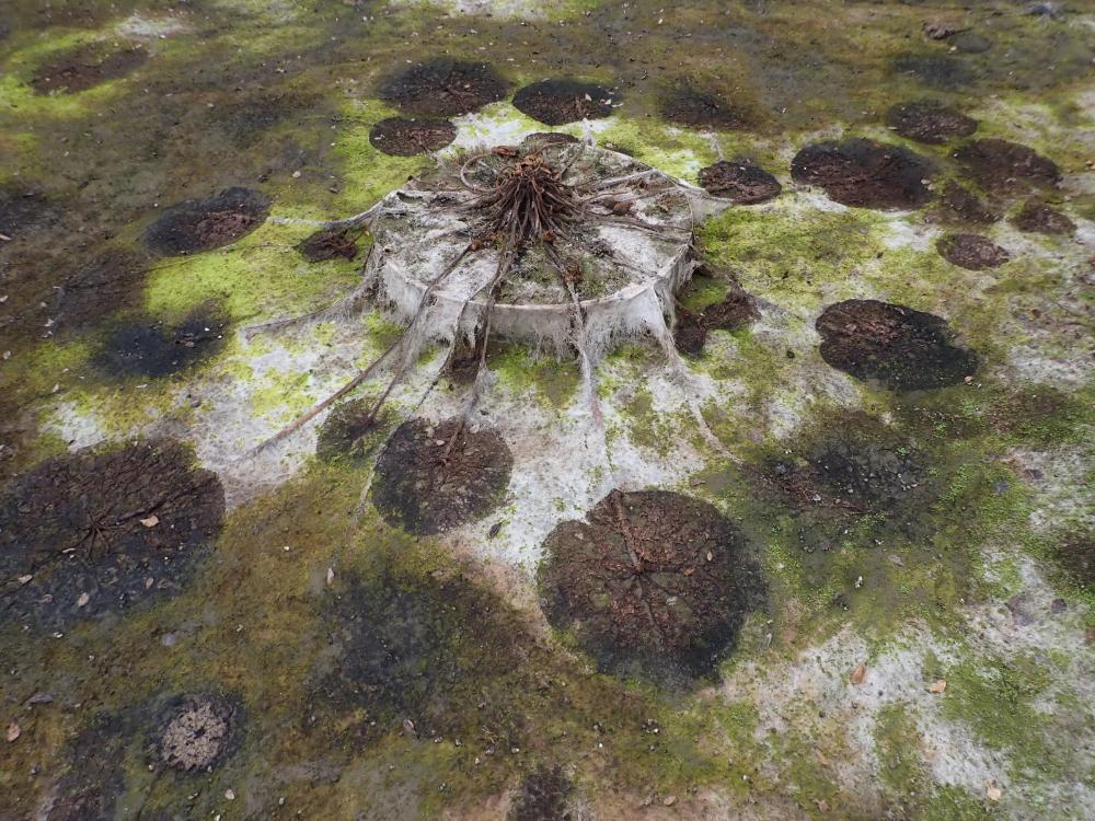 オニバスの写真