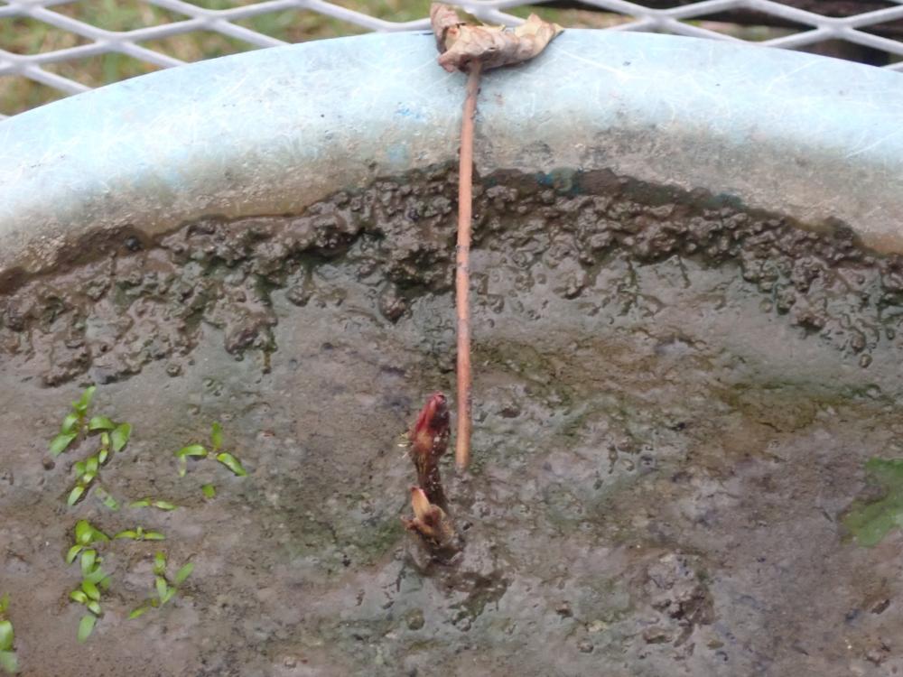 オニバスの写真