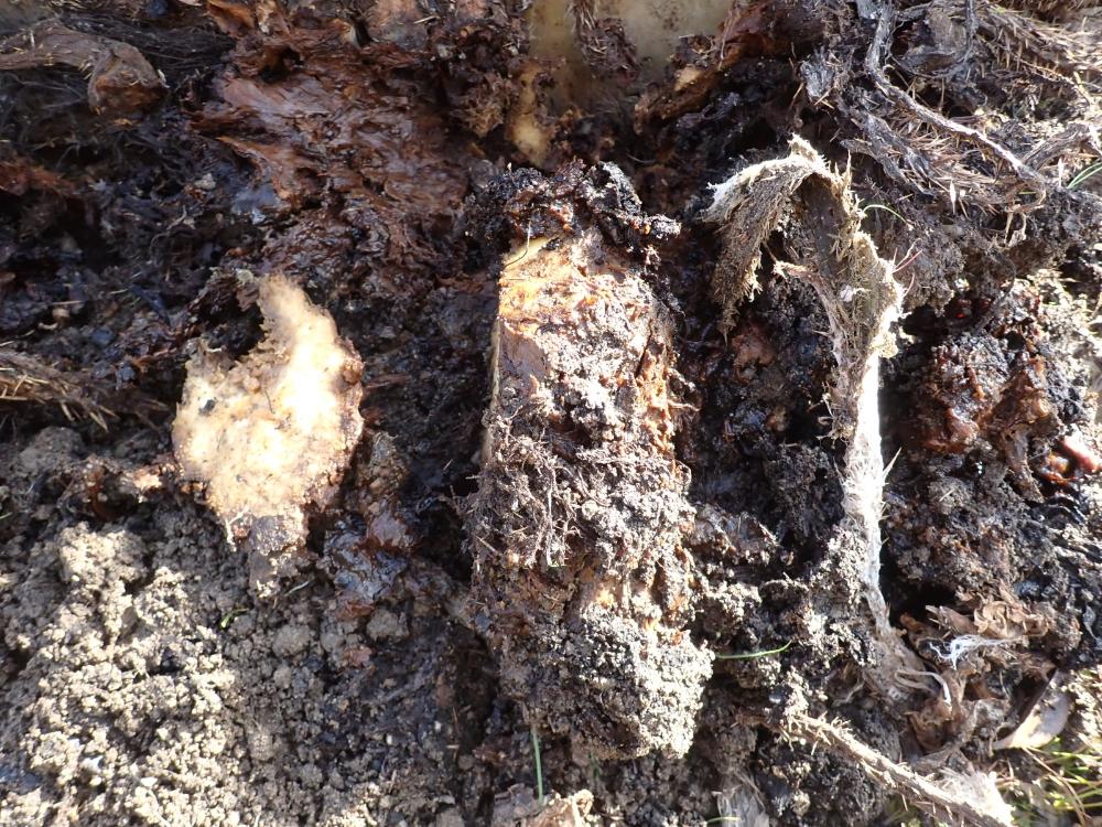 オニバスの根茎の写真