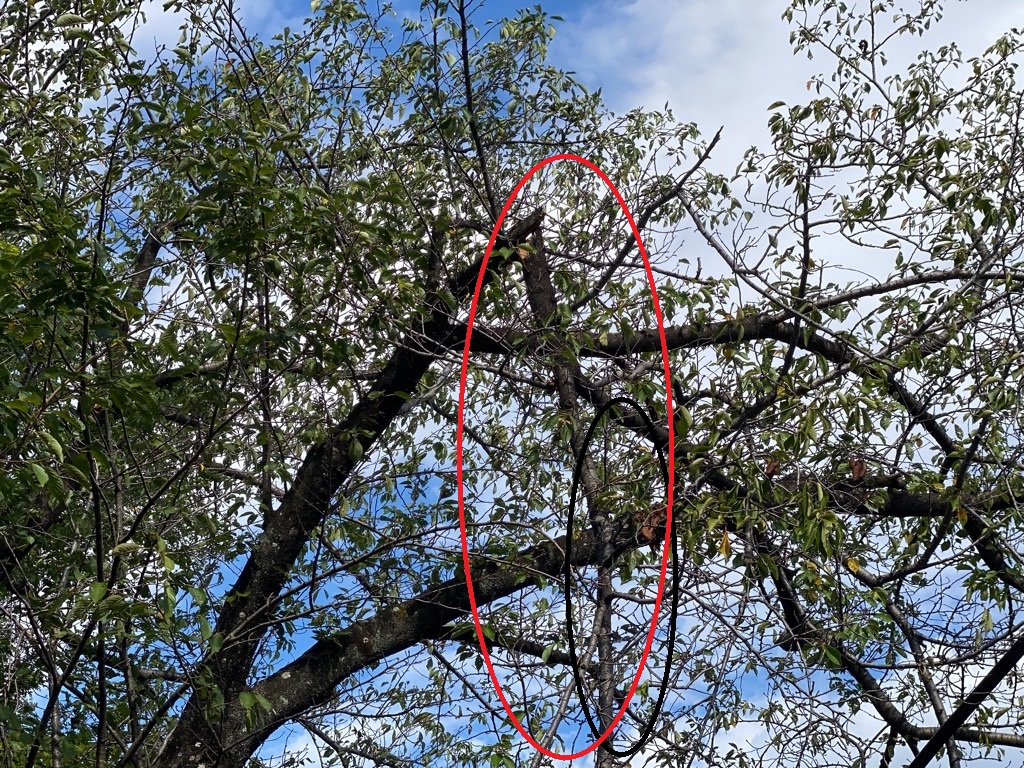 ぶら下がり枝写真