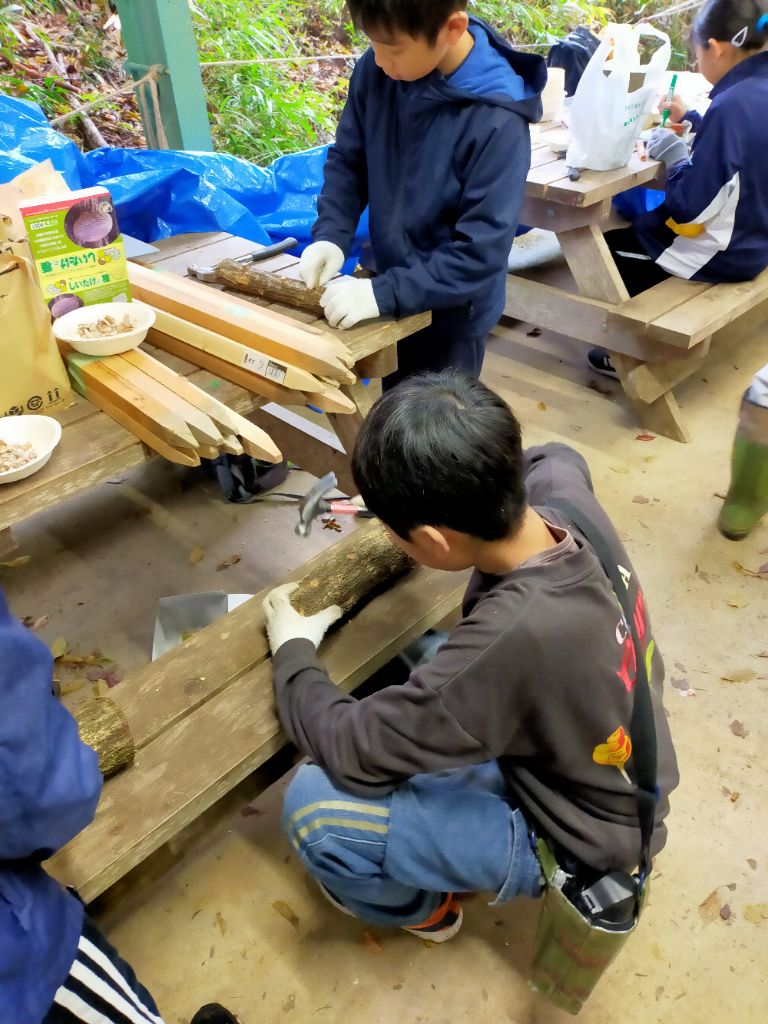 しいたけの菌打ち