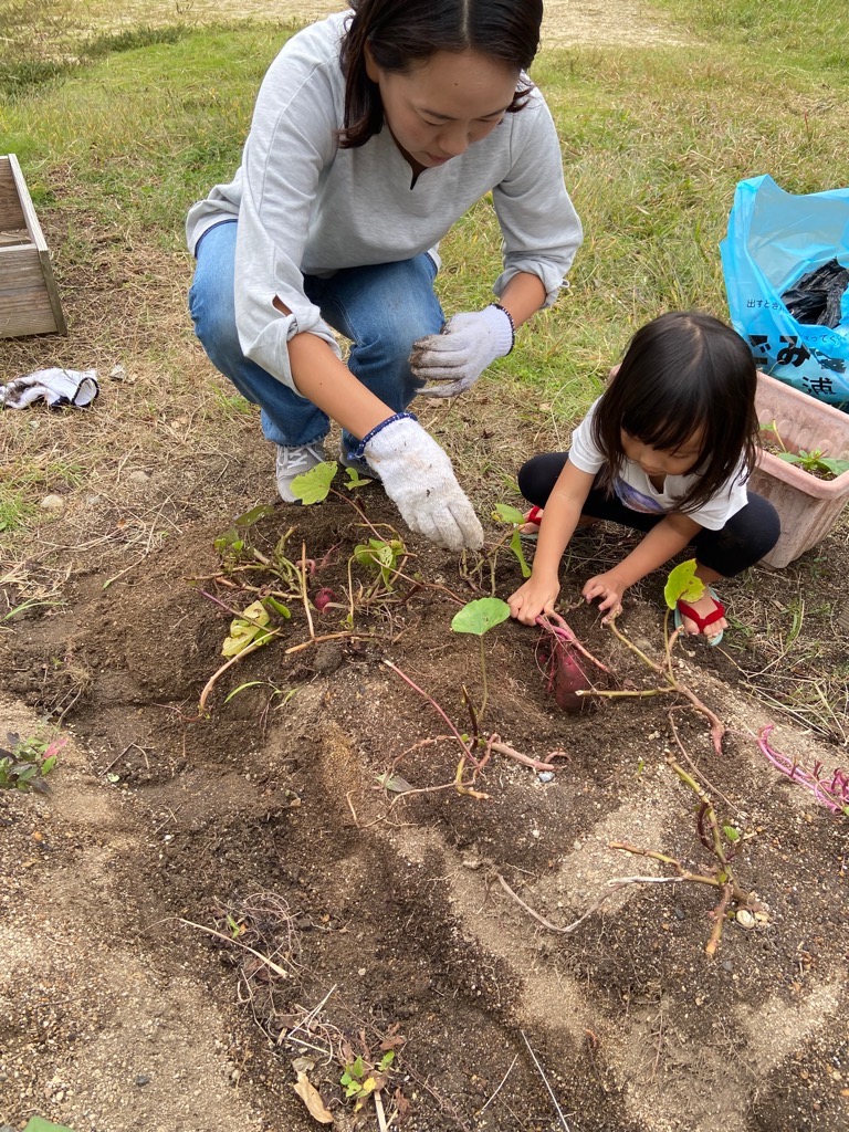 2歳児女の子とお母さんが畑でお芋ほりをしているところ