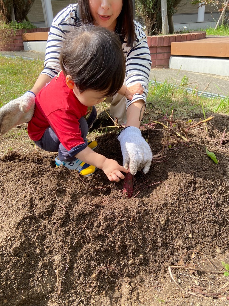 一歳児の男の子がお母さんと一緒にお芋ほりをしている所