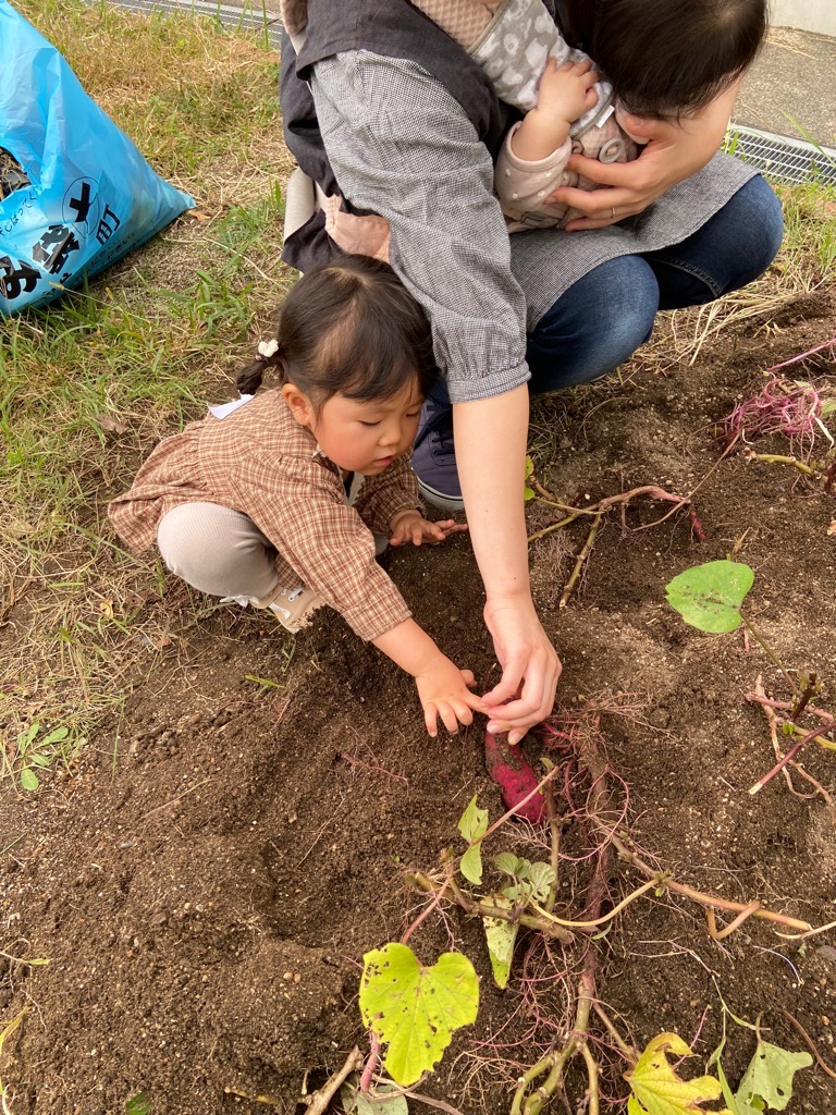 赤ちゃんを抱っこしているお母さんと1歳児の女の子が一緒にお芋ほりをしている所