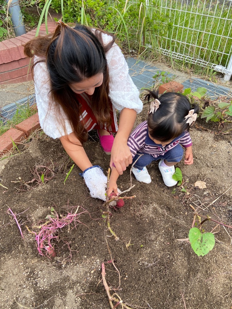 2歳児の女の子とお母さんが一緒に芋蔓を握ってお芋ほりをしている所