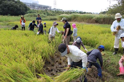 （写真）稲刈り