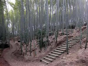 （写真）竹林内の散策路