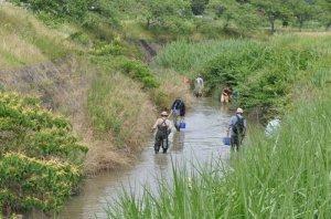 明徳寺川で生きもの探し