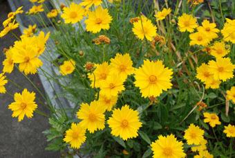 オオキンケイギクの花の写真