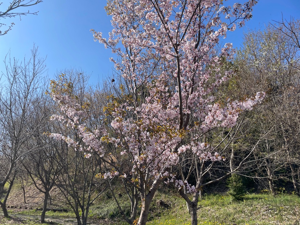 サクラ