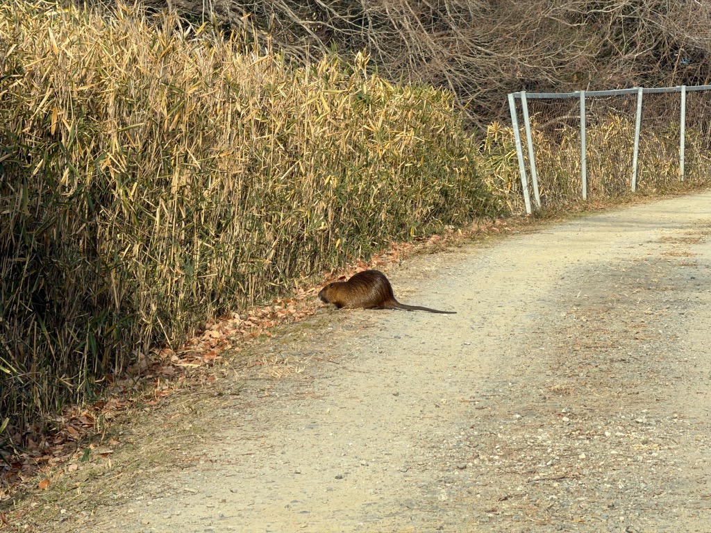 ヌートリア