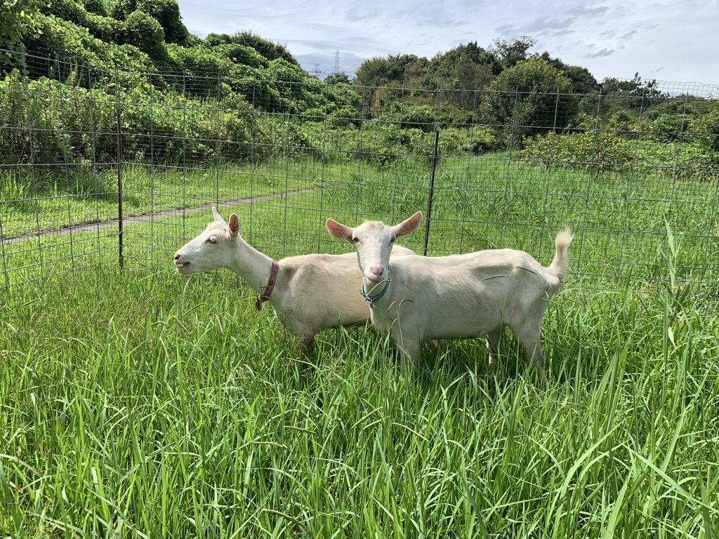 ヤギ除草の様子