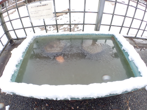 オニバス池のバットの写真