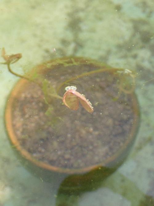 オニバスの写真