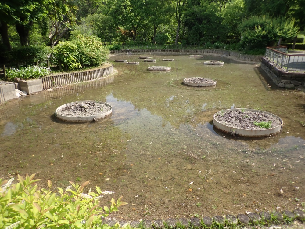 オニバスの池の写真