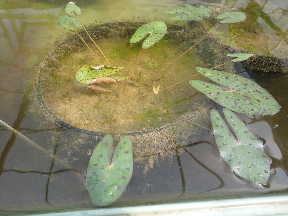 オニバスの写真