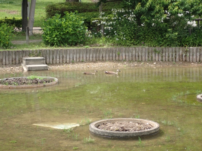 カルガモの写真