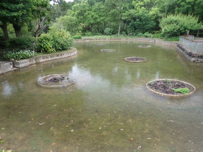 オニバス池の写真