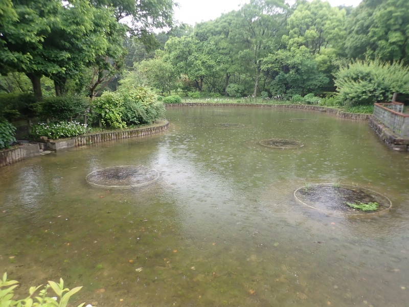 オニバス池の写真