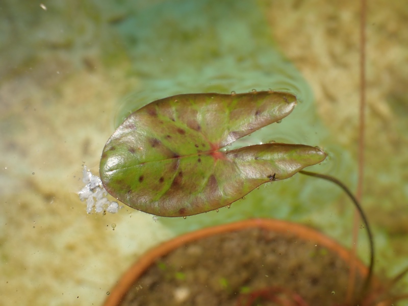 オニバスの写真