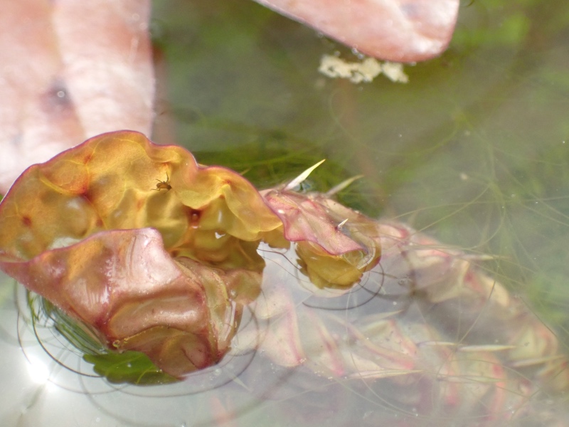 オニバスの写真