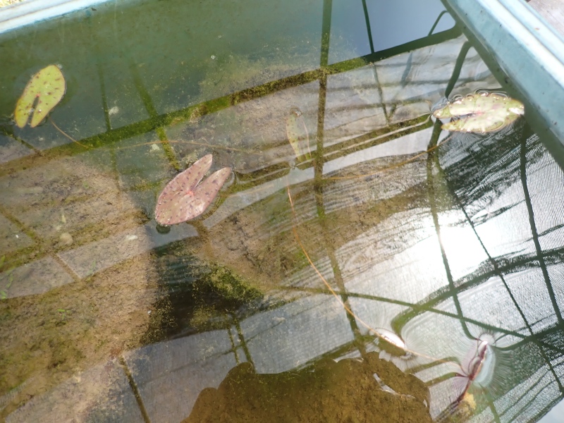 オニバスの写真