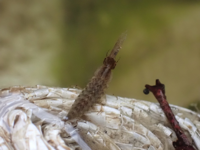 ヒメゲンゴロウの幼虫の写真