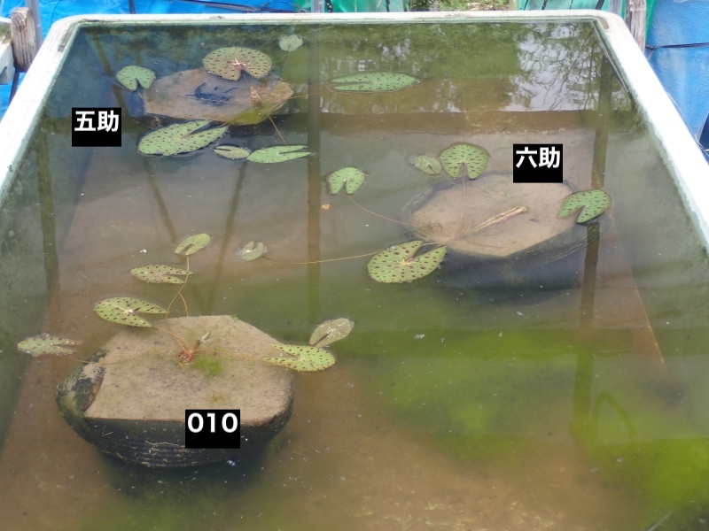 オニバスの写真