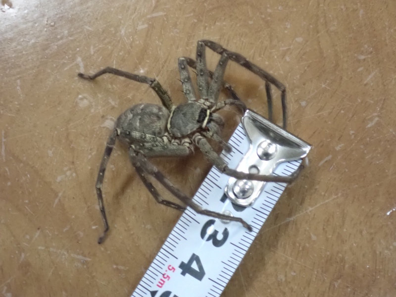 アシダカグモの写真