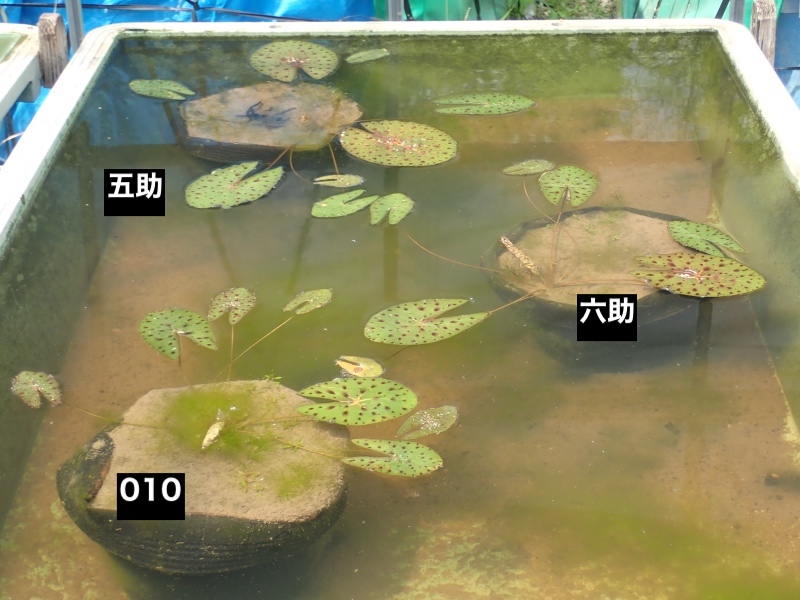 オニバスの写真