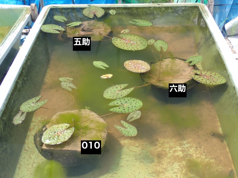 オニバスの写真