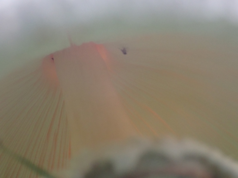 シロテングタケの写真