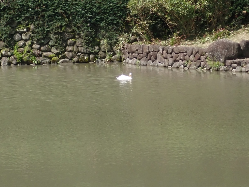 アヒルの写真