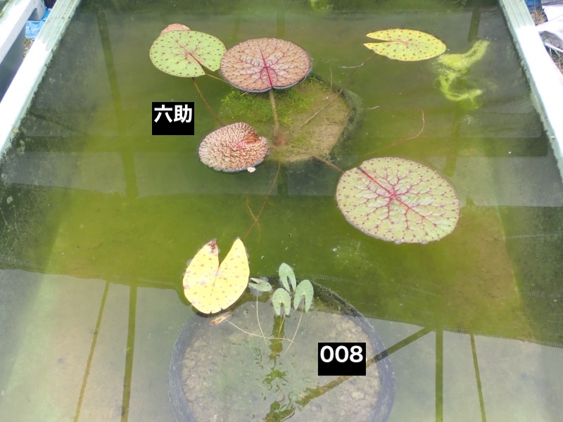 オニバスの写真